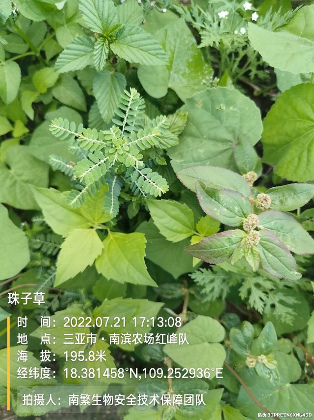 珠子草