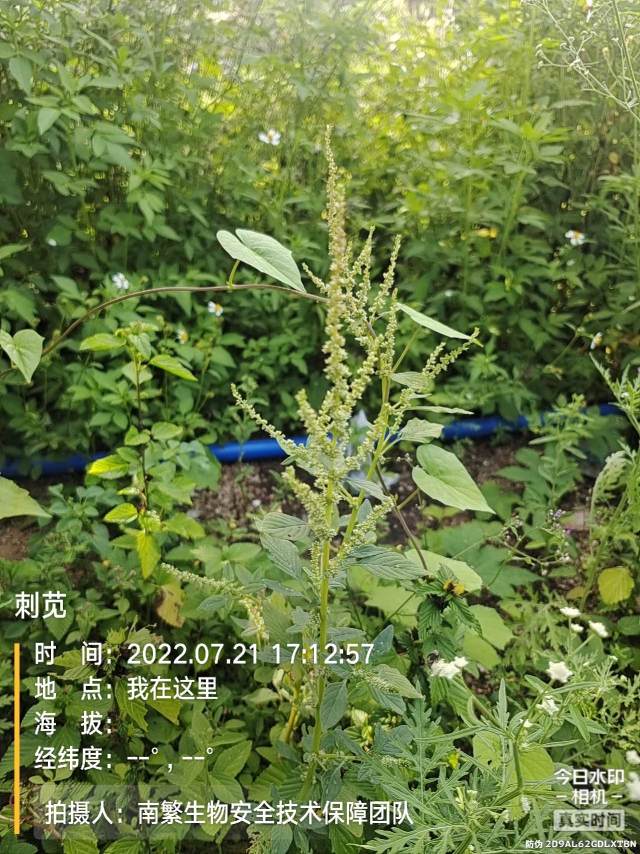 刺苋