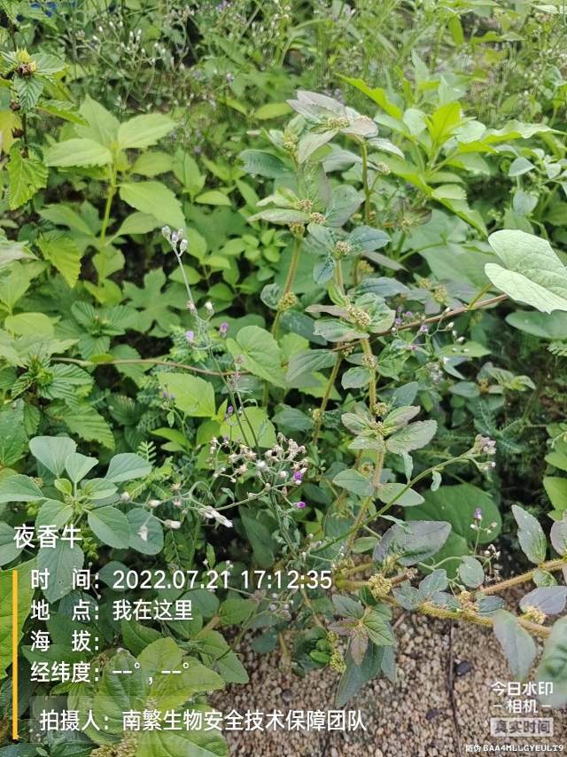夜香牛