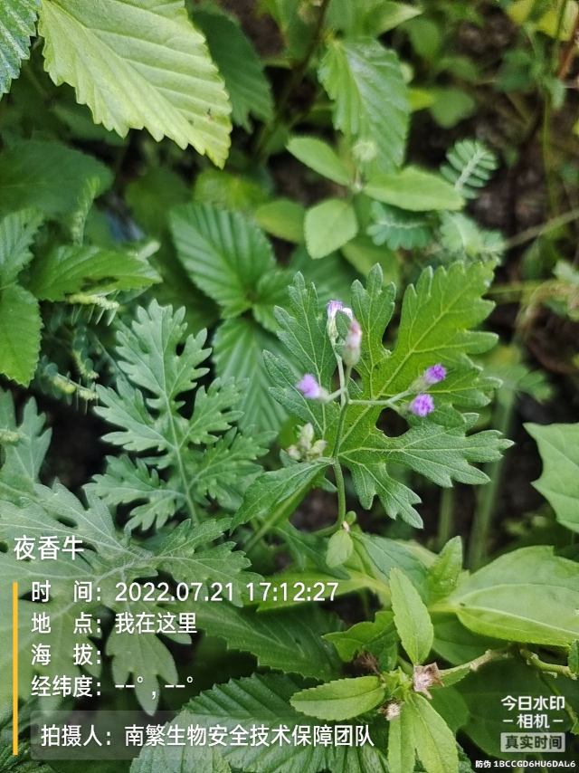 夜香牛