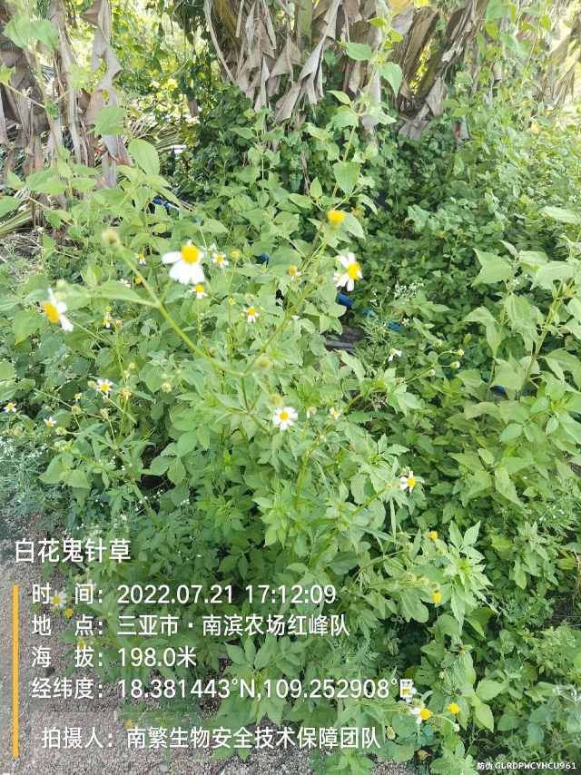 白花鬼针草