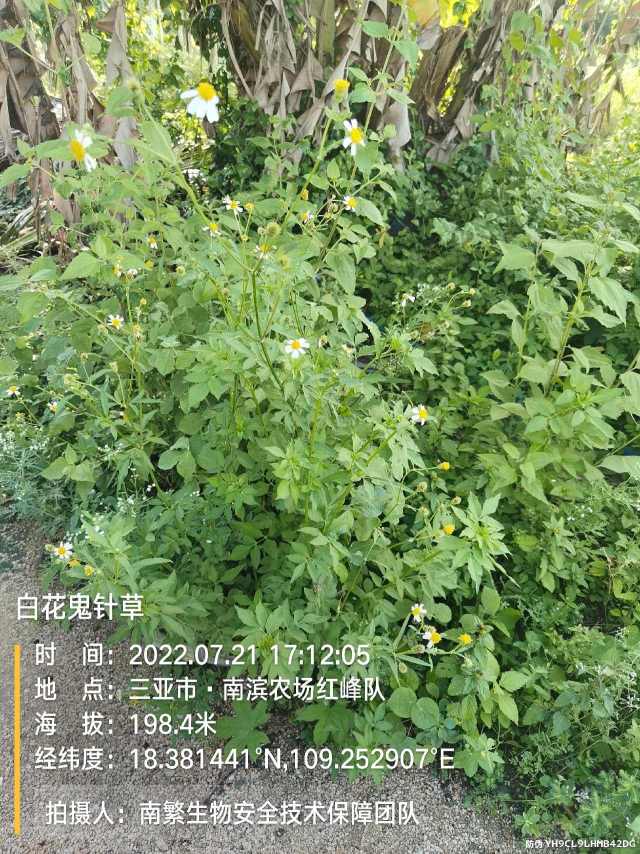 白花鬼针草