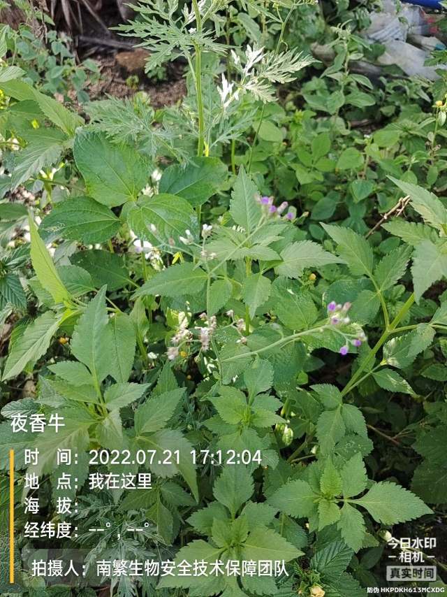 夜香牛
