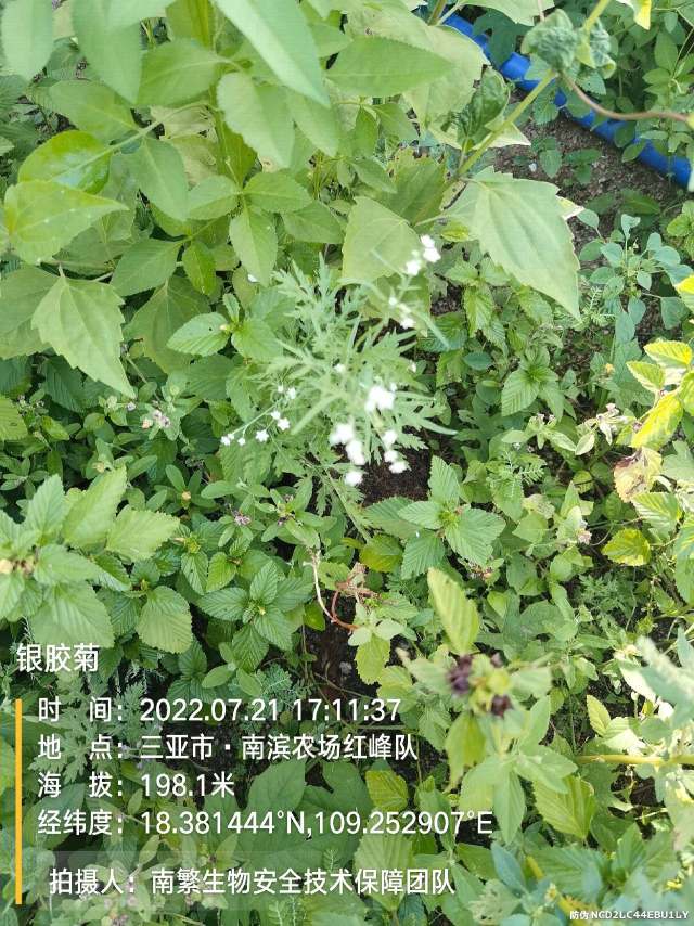 银胶菊