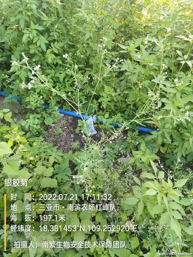 银胶菊
