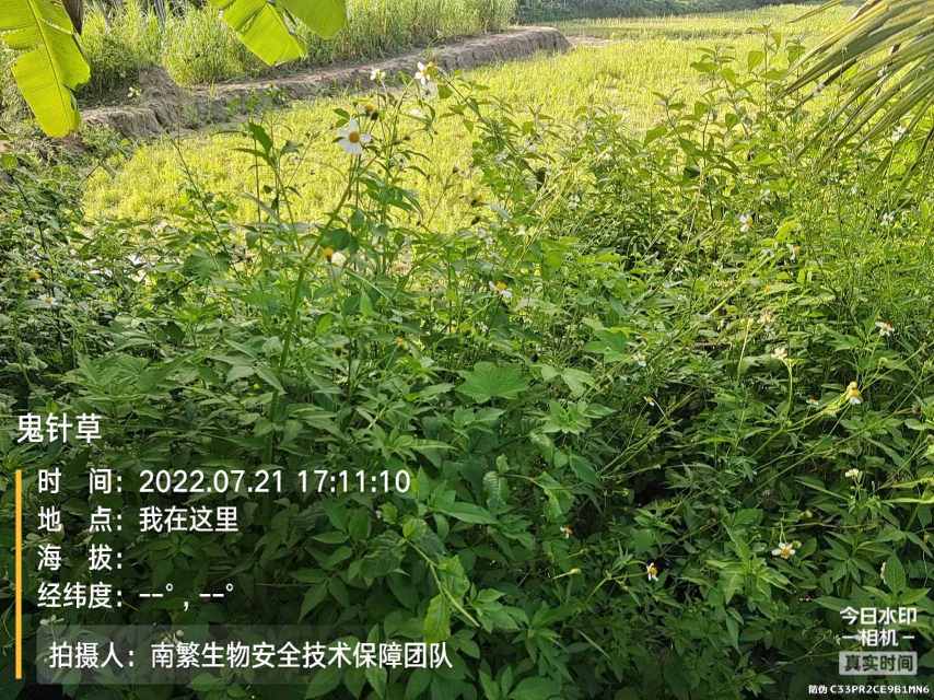 鬼针草