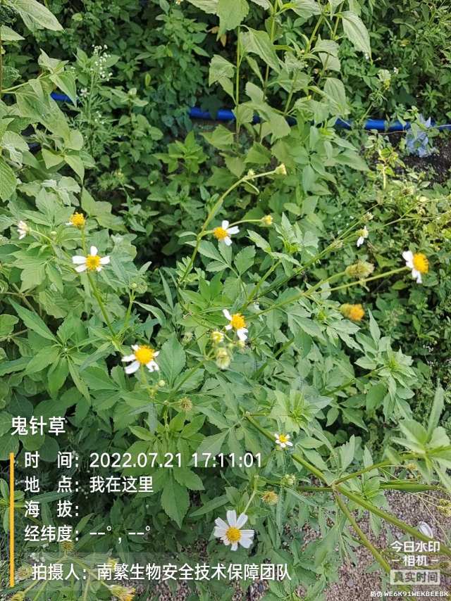 鬼针草