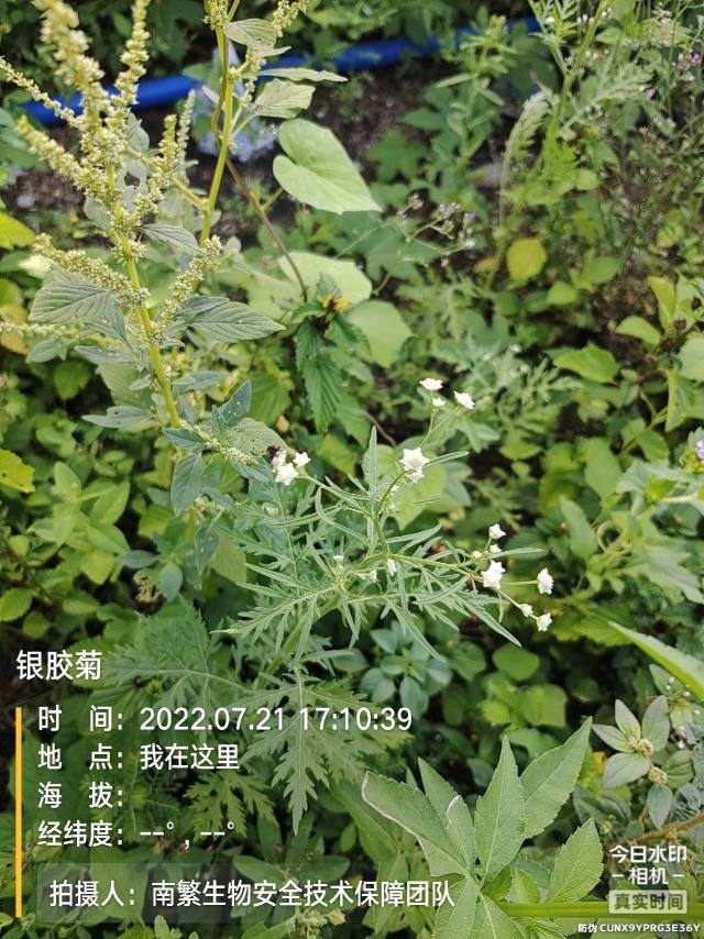 银胶菊
