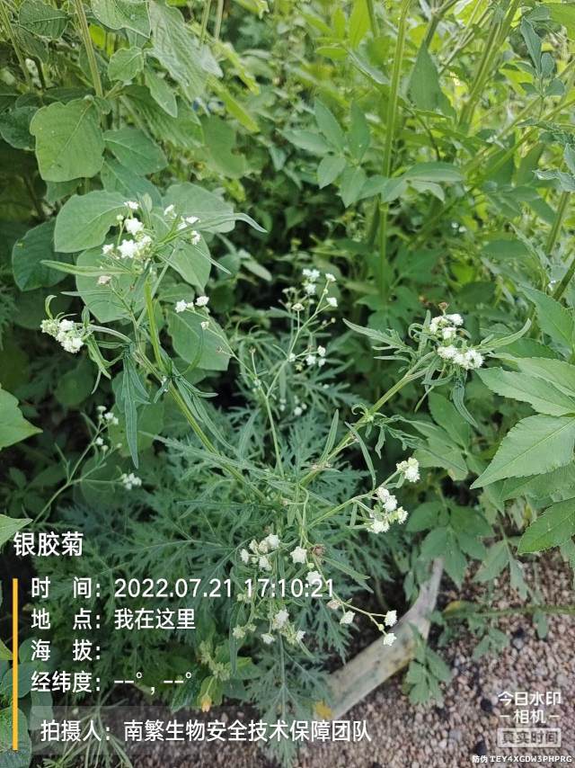 银胶菊