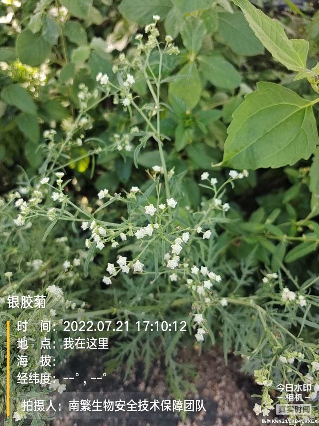 银胶菊