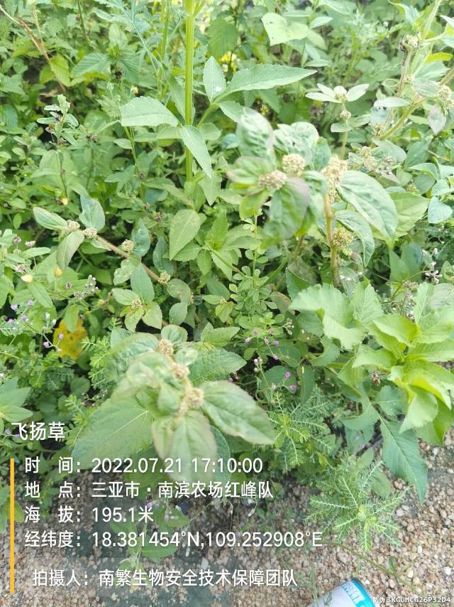 飞扬草