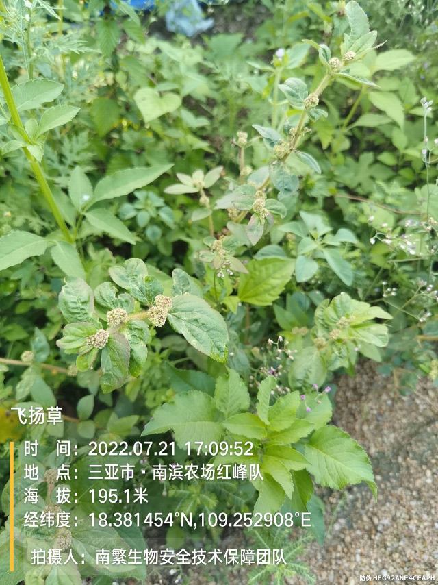 飞扬草
