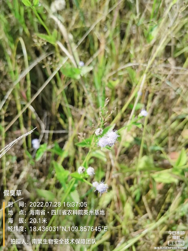 假臭草