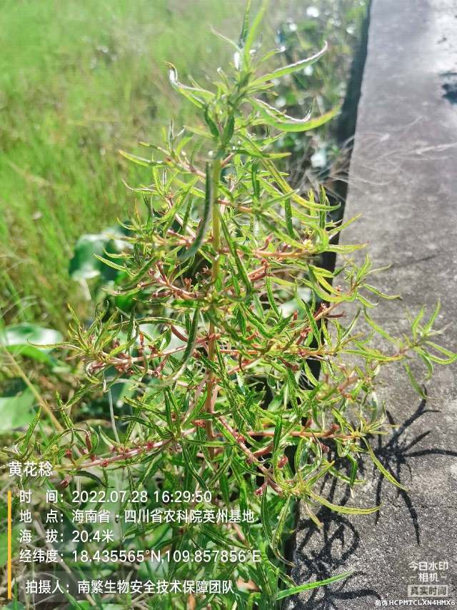 黄花稔