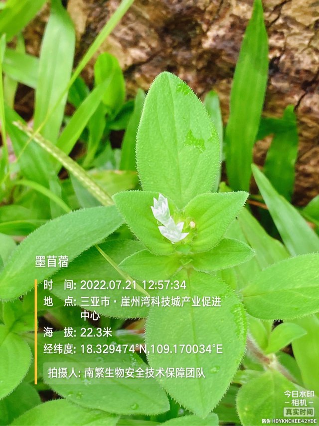 墨苜蓿