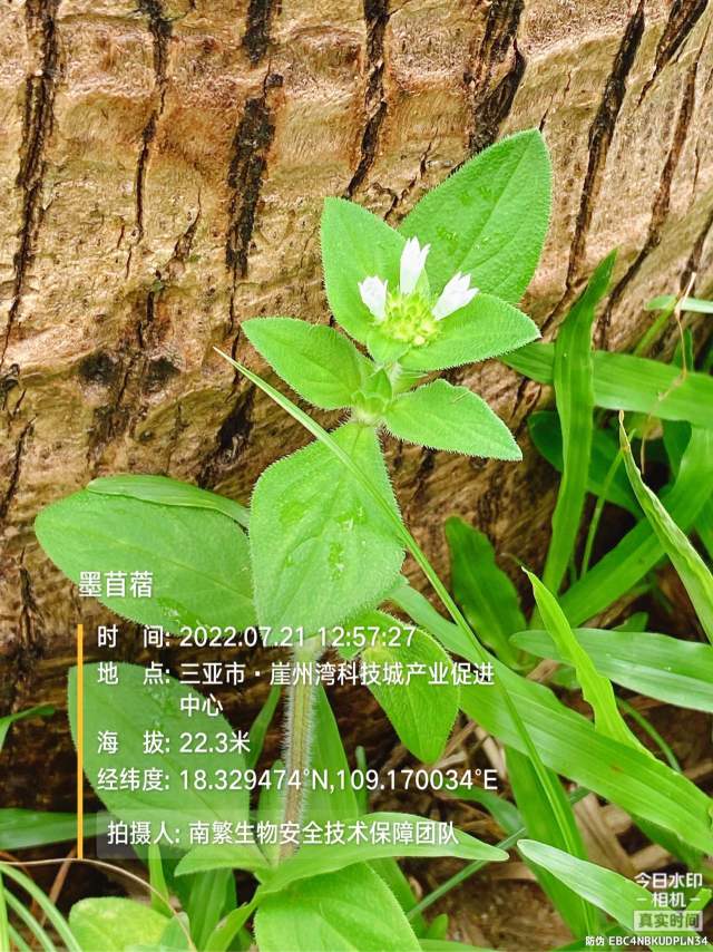 墨苜蓿
