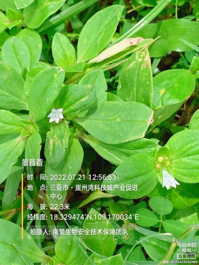 墨苜蓿