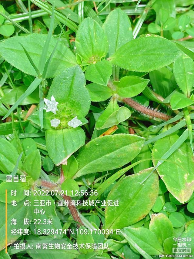 墨苜蓿