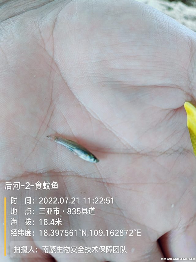 后河-2-食蚊鱼