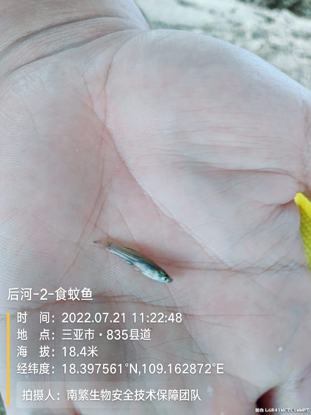 后河-2-食蚊鱼