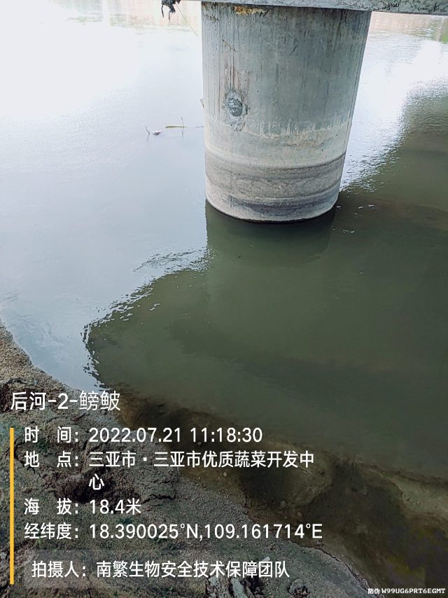 后河-2-鳑鲏