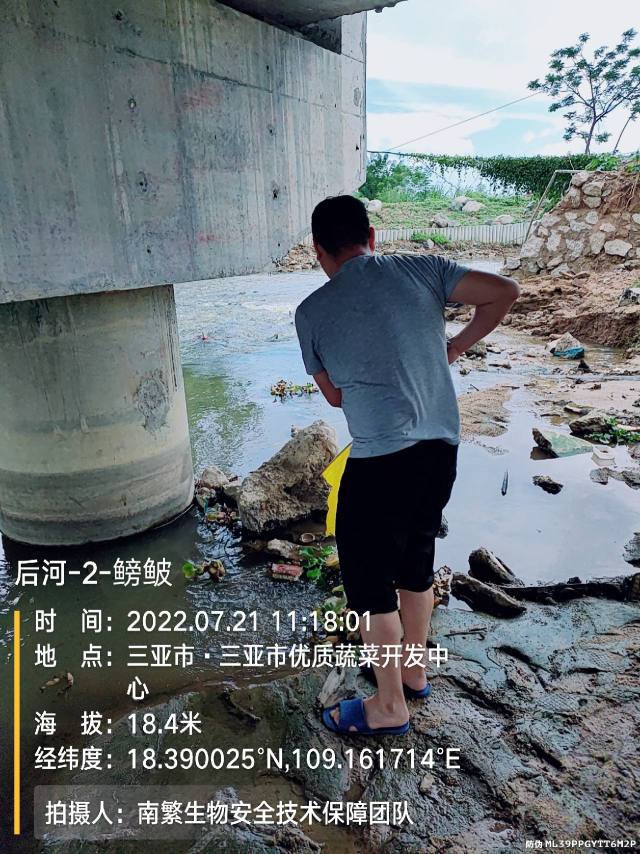 后河-2-鳑鲏