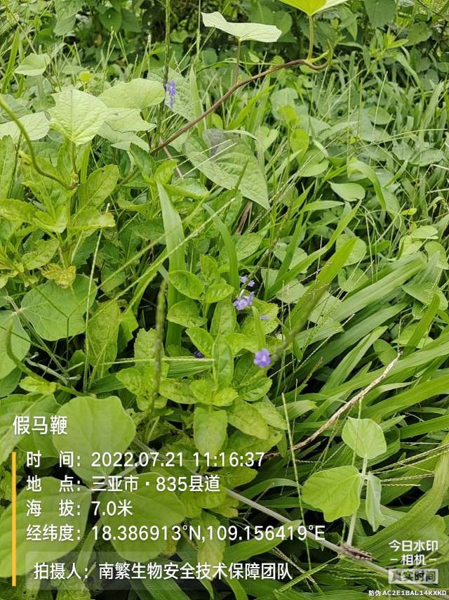 假马鞭