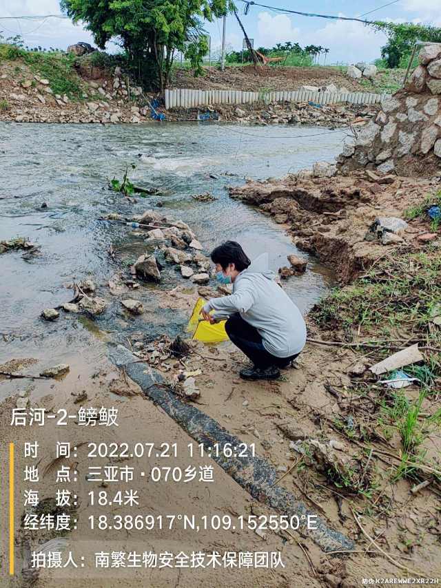 后河-2-鳑鲏