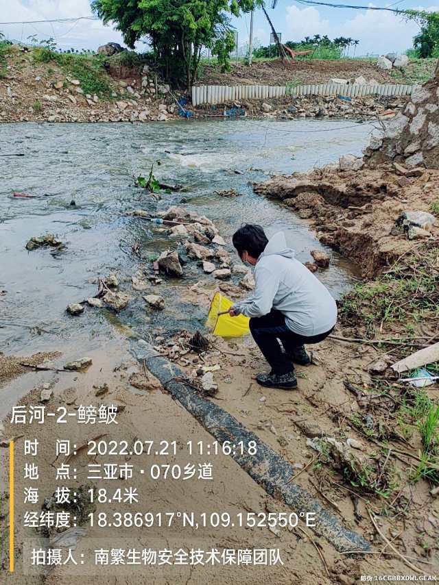 后河-2-鳑鲏