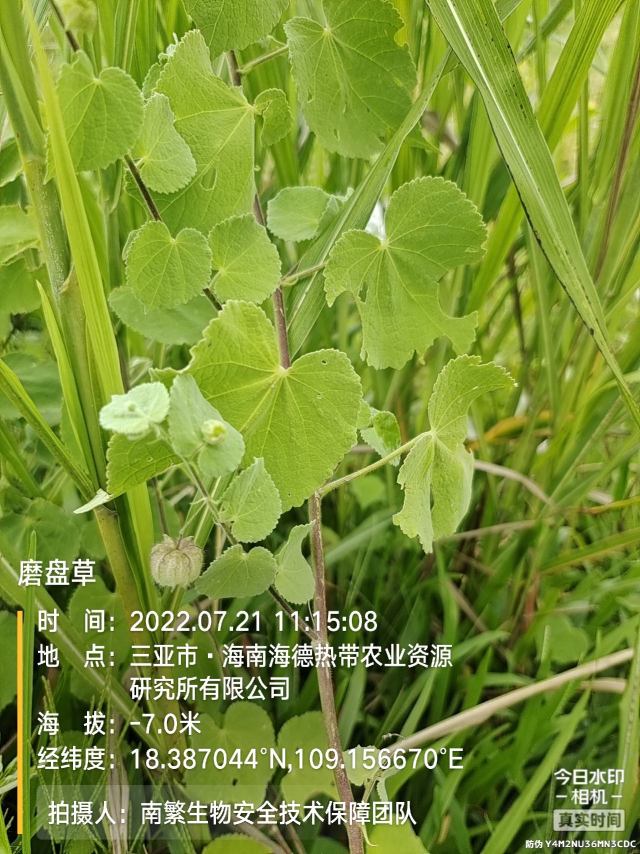 磨盘草