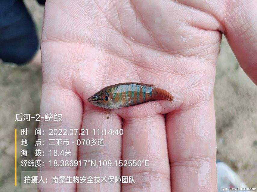后河-2-鳑鲏