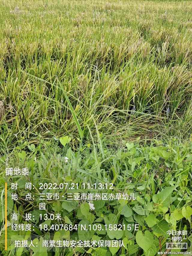 铺地黍