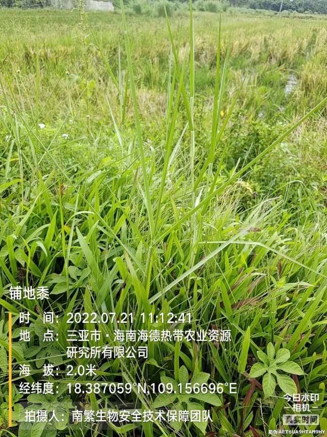 铺地黍