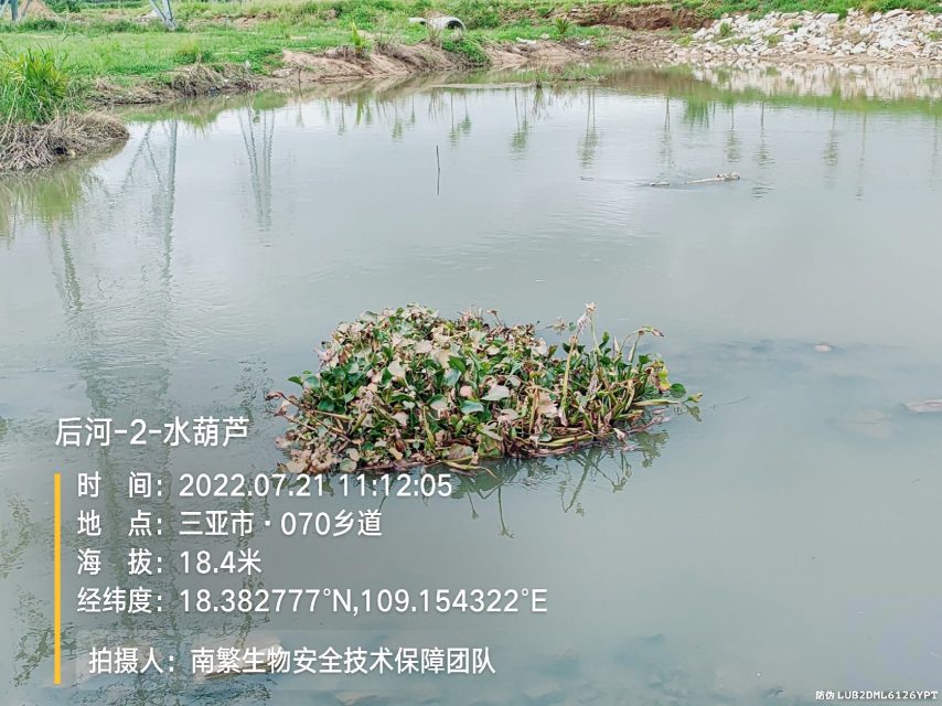 后河-2-水葫芦