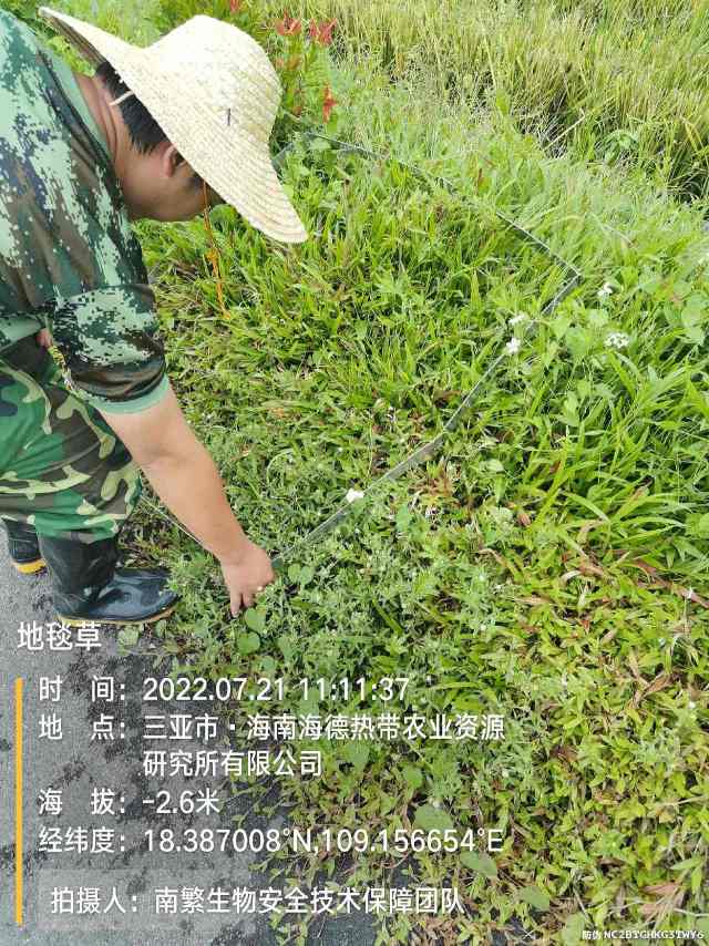 地毯草