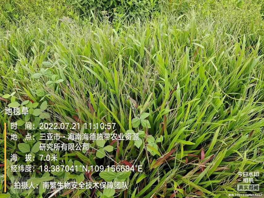 地毯草