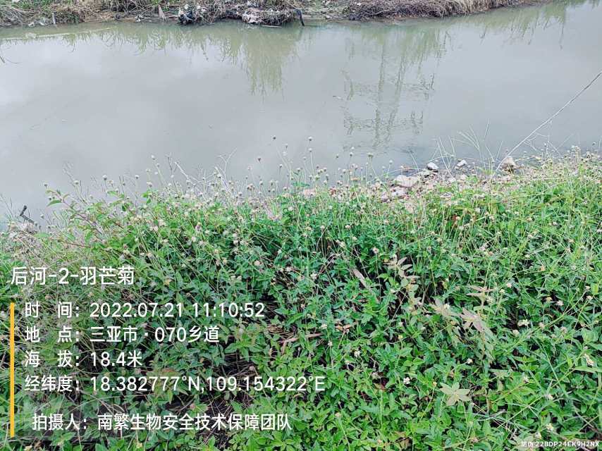后河-2-羽芒菊