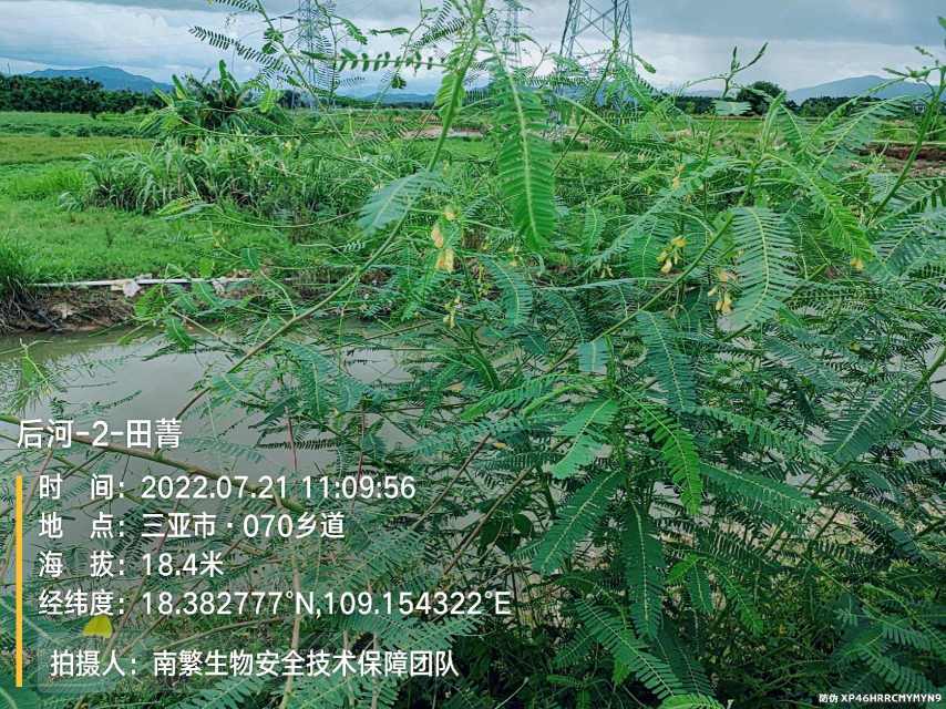 后河-2-田菁