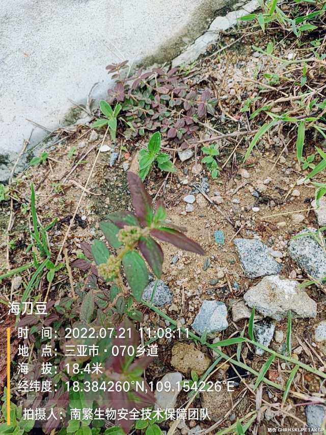 海刀豆
