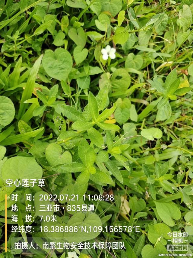 空心莲子草