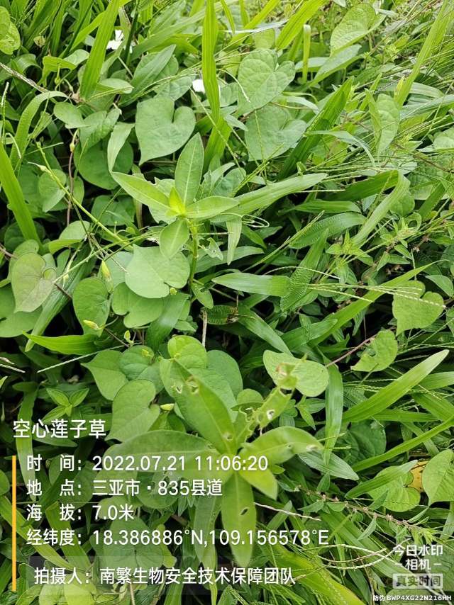 空心莲子草