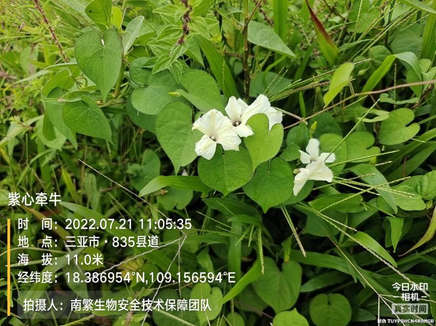 紫心牵牛