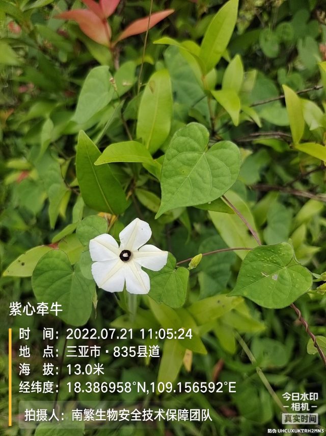 紫心牵牛