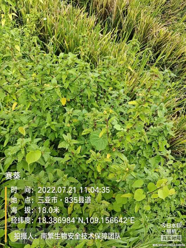 赛葵