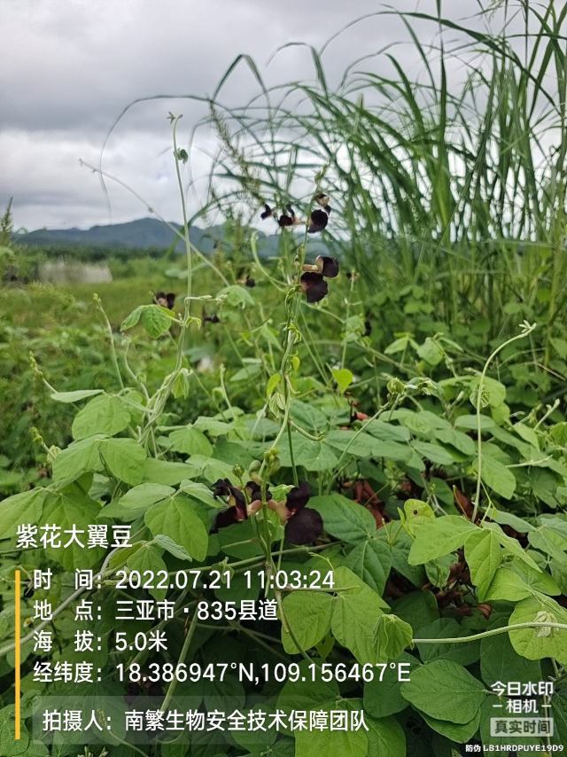 紫花大翼豆