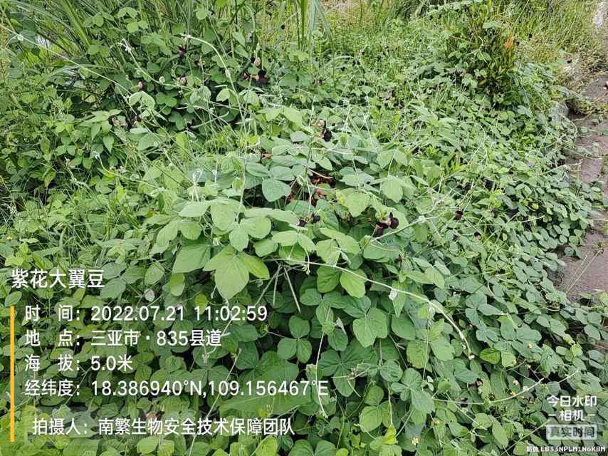 紫花大翼豆