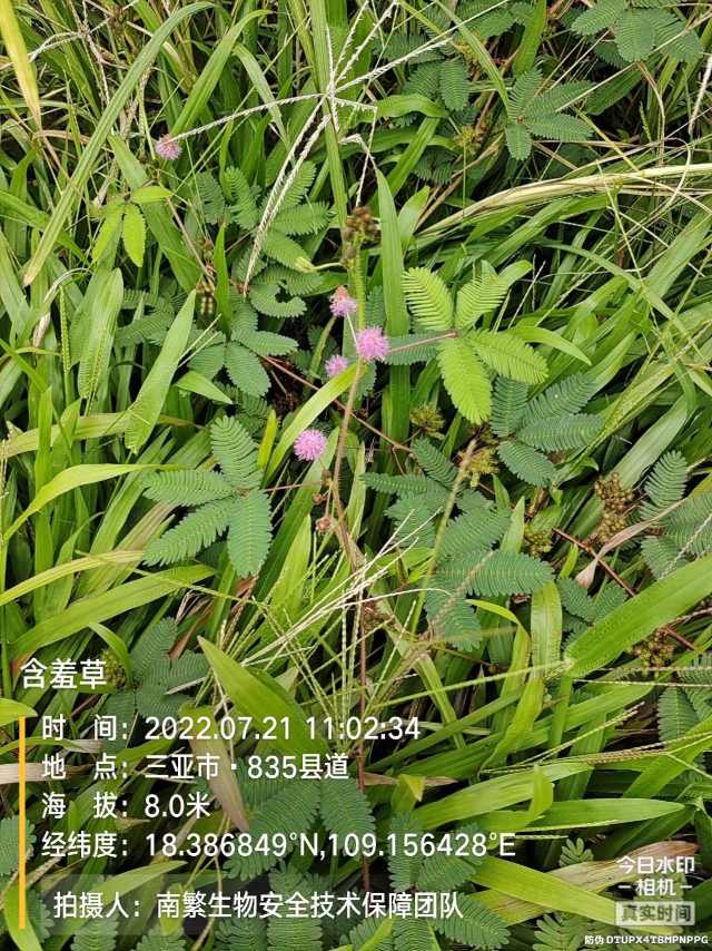 含羞草