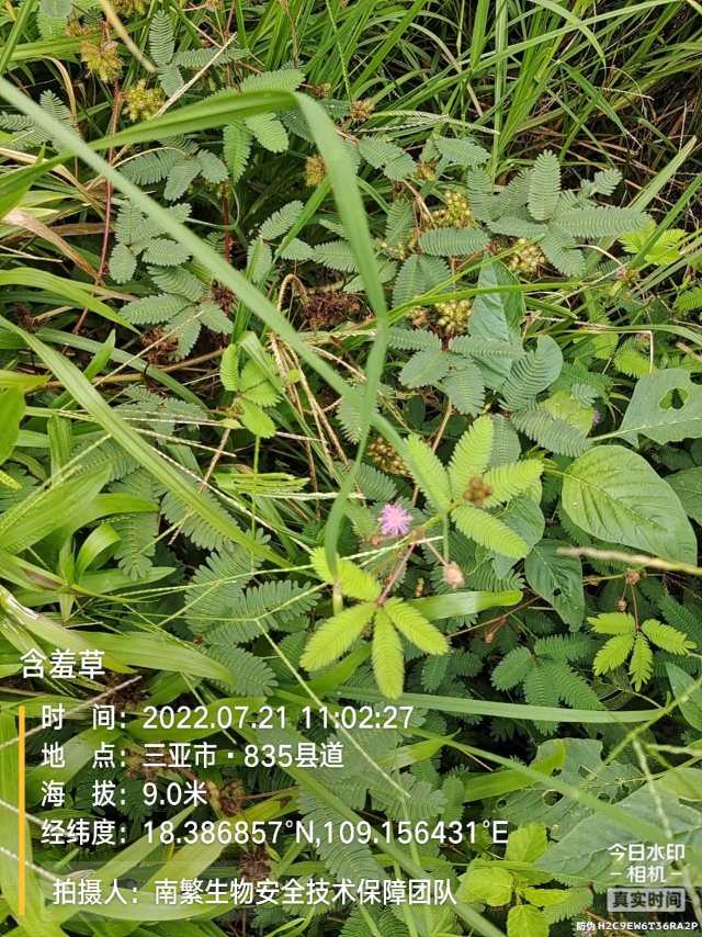 含羞草