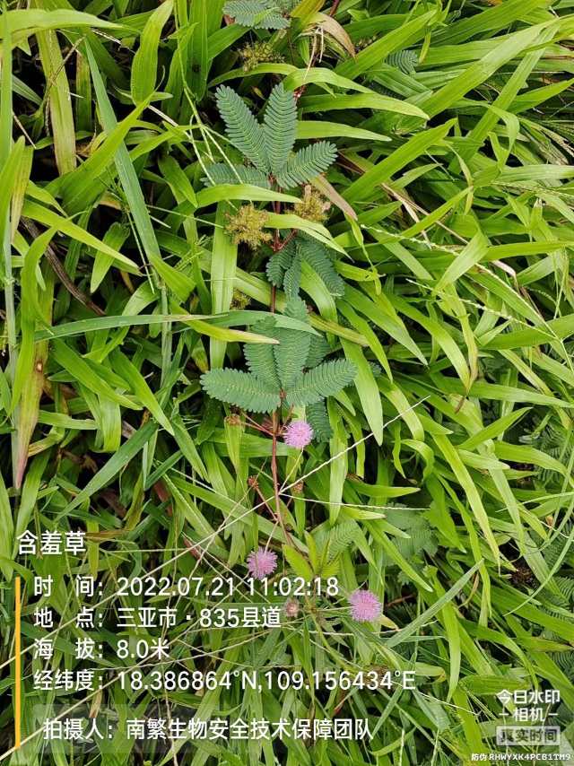 含羞草