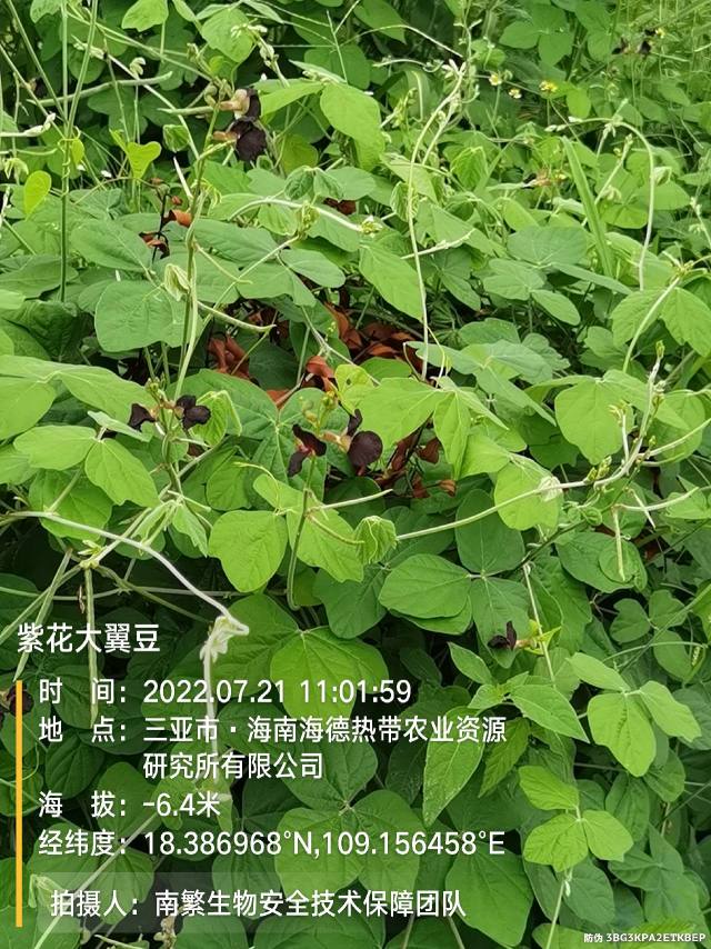 紫花大翼豆